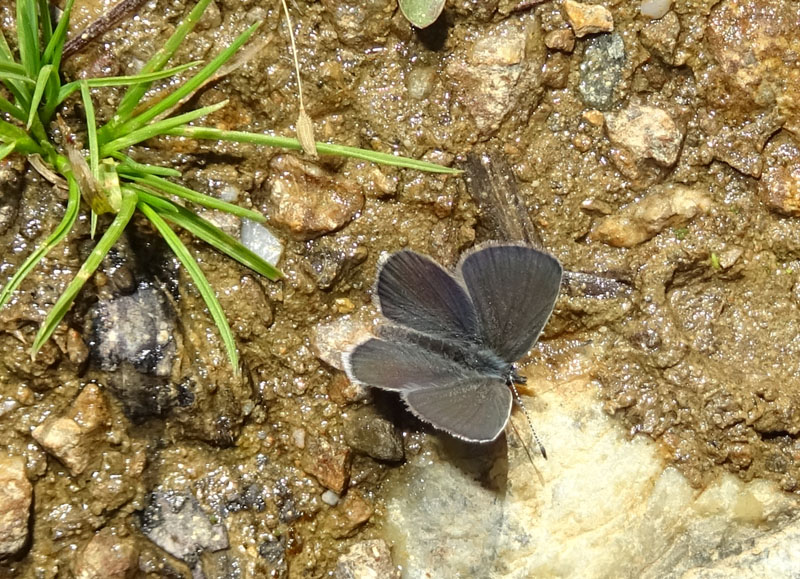 Celastrina o Cupido ? Cupido minimus - Lycaenidae